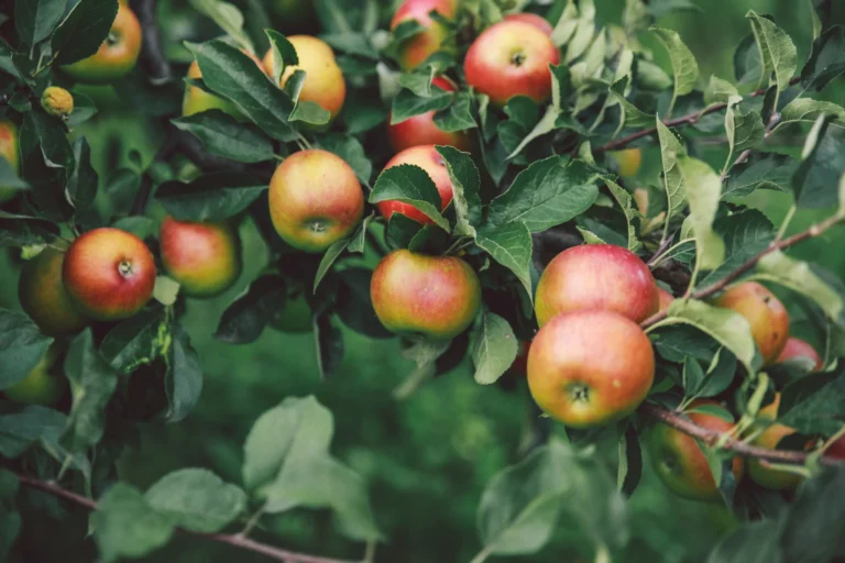 Horticulture