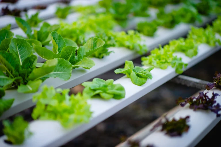 Hydroponics & exotic crop growers