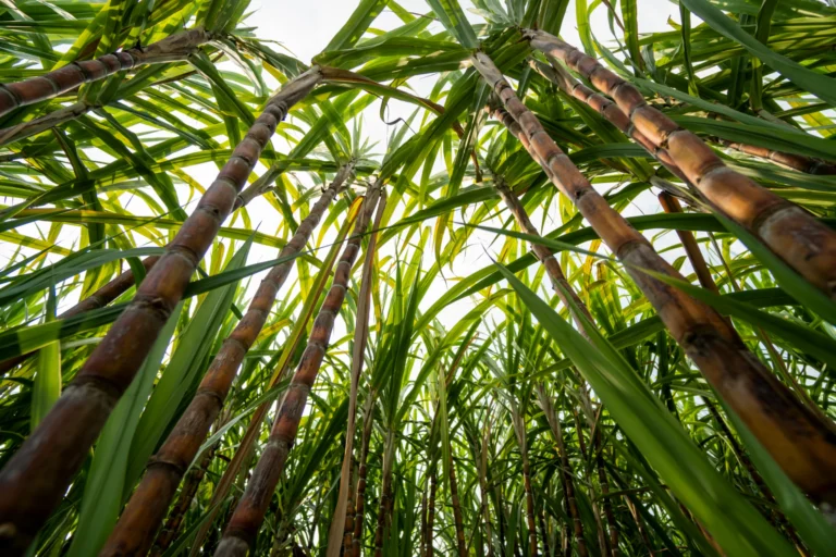 Sugarcane cultivation